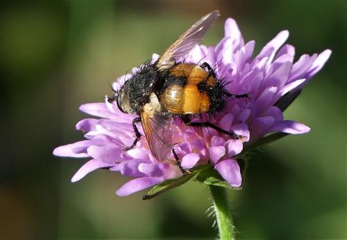 Nowickia ferox